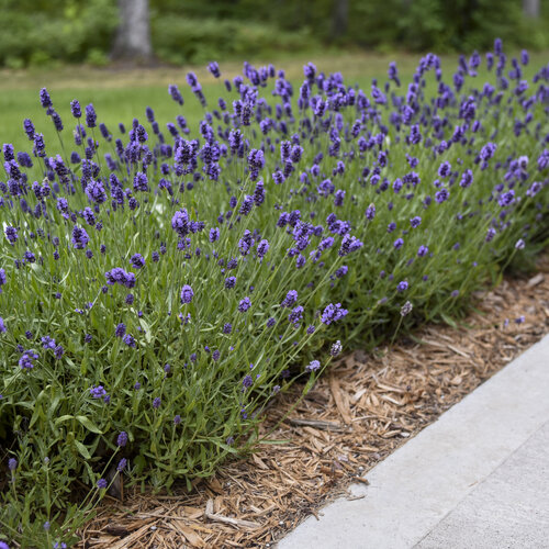 Sensational lavender