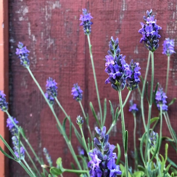 Sensational lavender