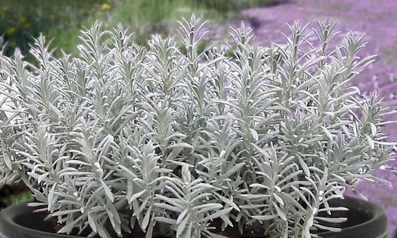 Sensational lavender