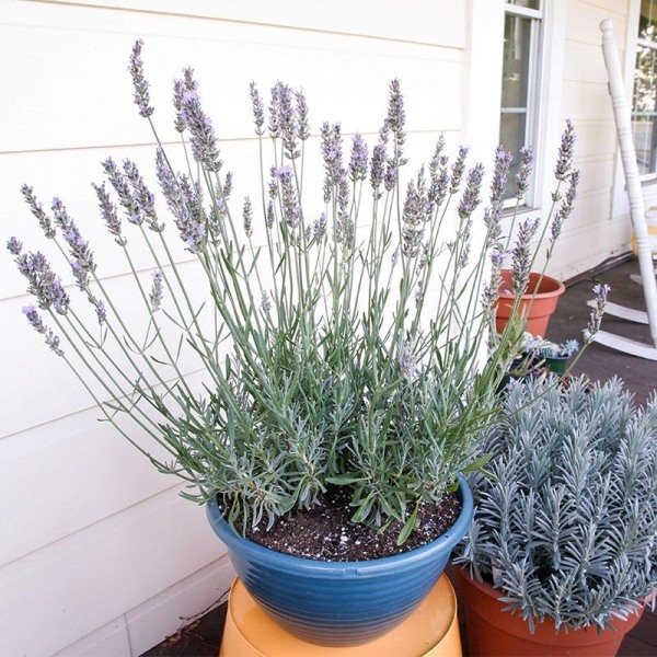 Sensational lavender