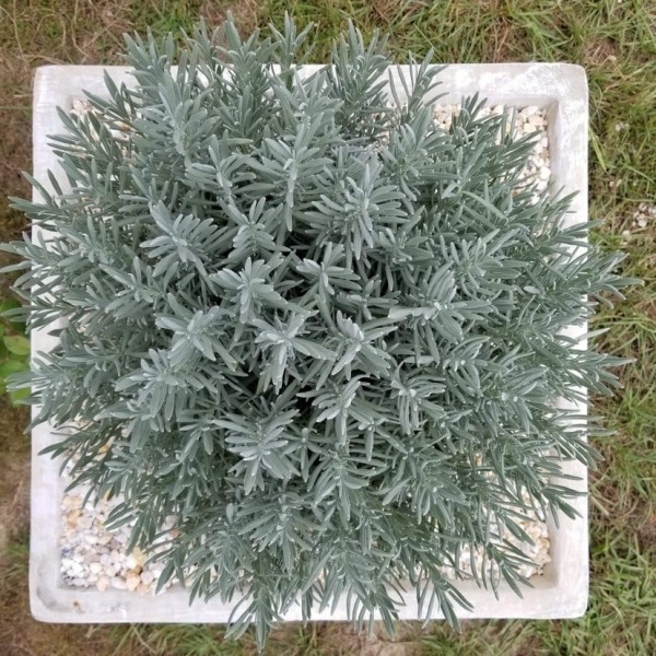Sensational lavender