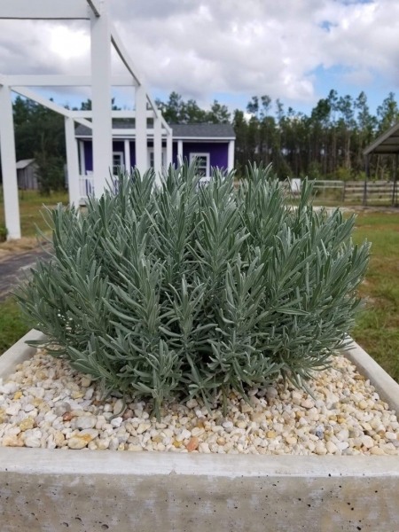 Sensational lavender
