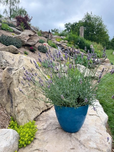 Sensational lavender