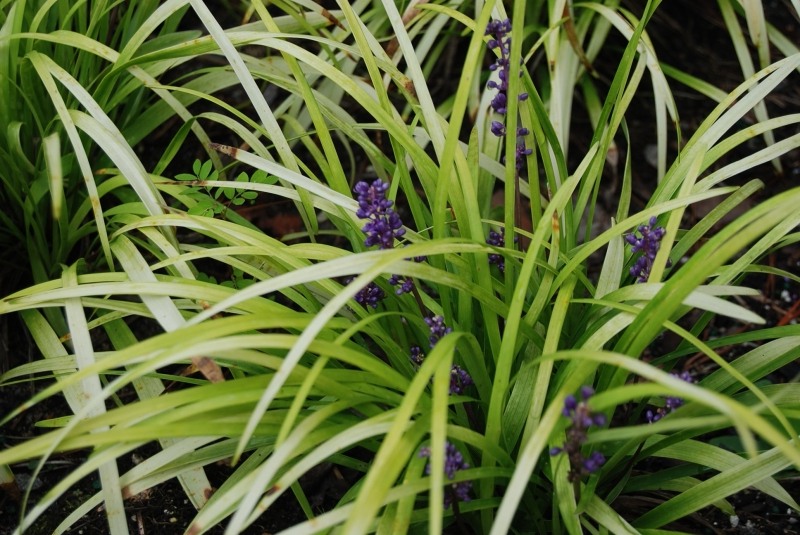 Gold Ingot Liriope