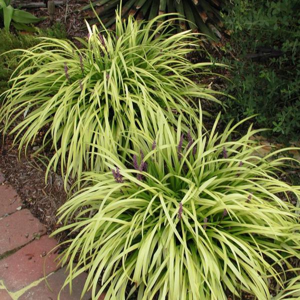 Gold Ingot Liriope