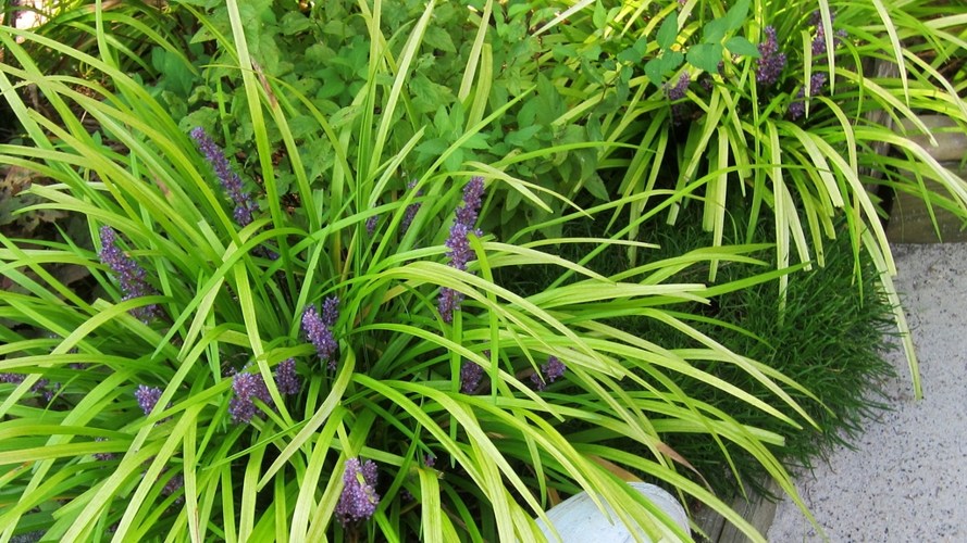 Gold Ingot Liriope