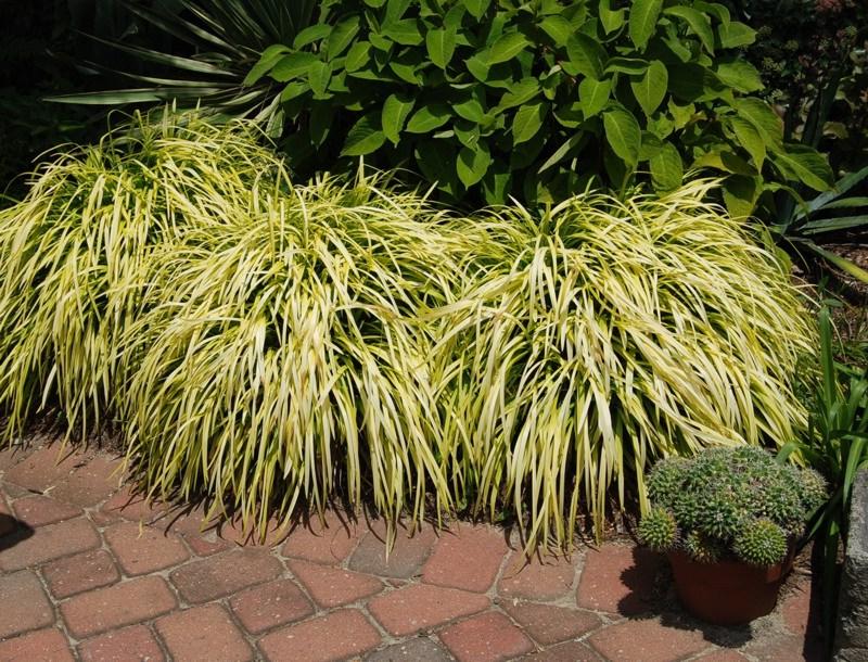 Gold Ingot Liriope