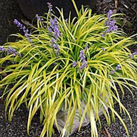 Gold Ingot Liriope