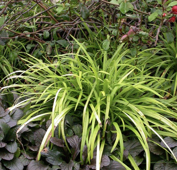 Gold Ingot Liriope