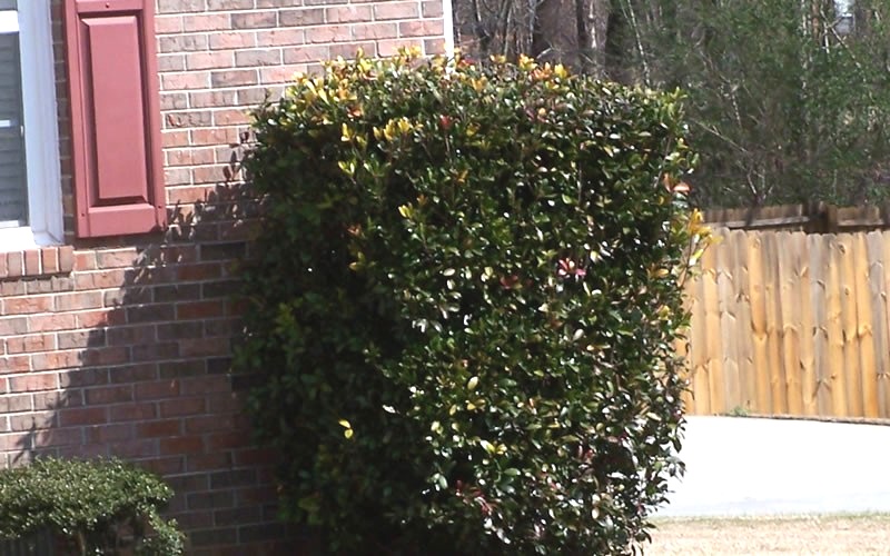 Japanese Cleyera