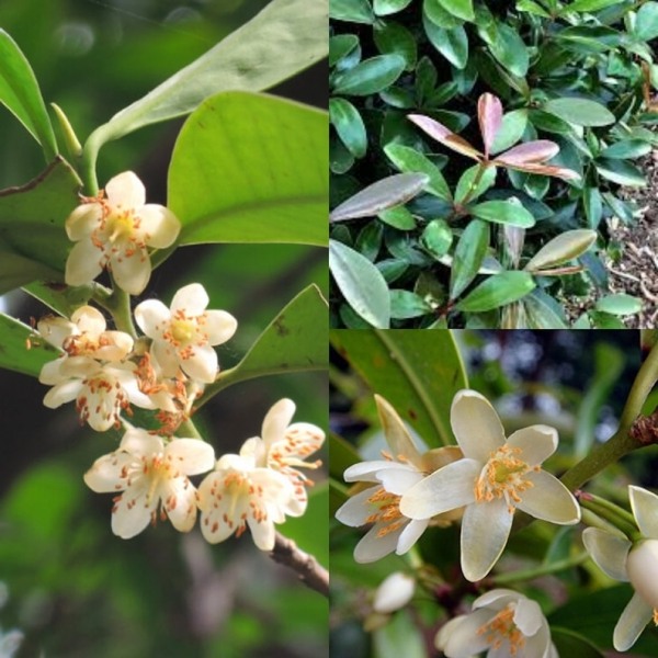Japanese Cleyera