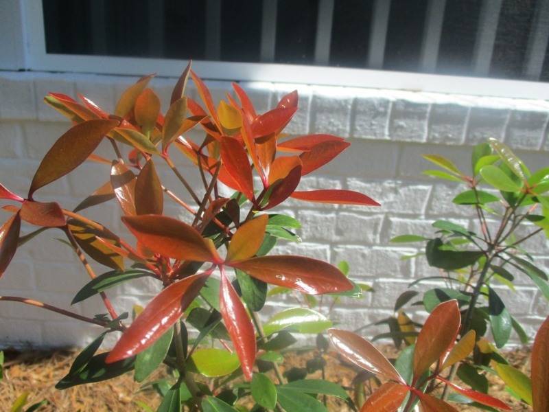Japanese Cleyera