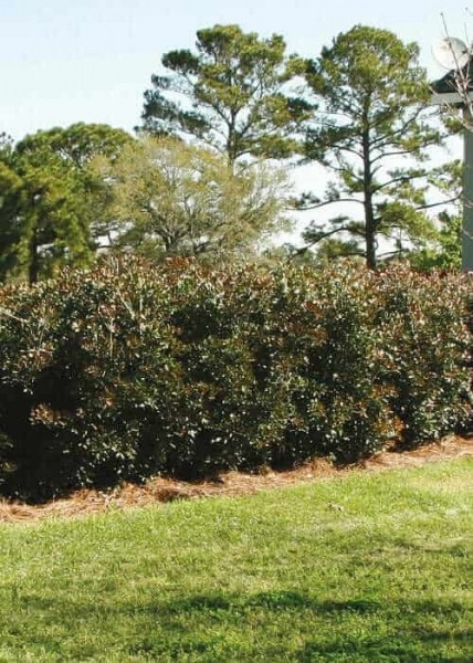 LeAnn Cleyera Japonica