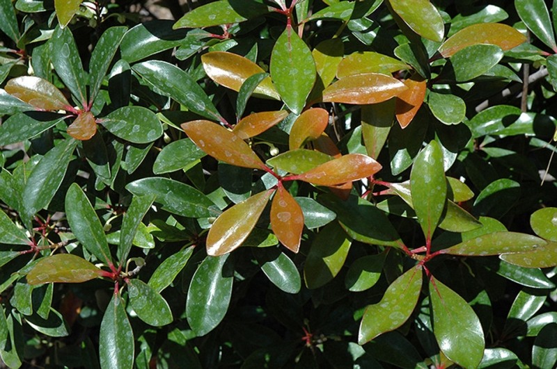 LeAnn Cleyera Japonica