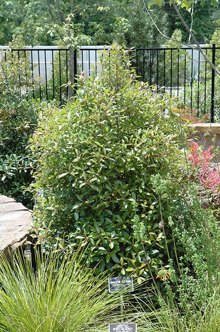 LeAnn Cleyera Japonica