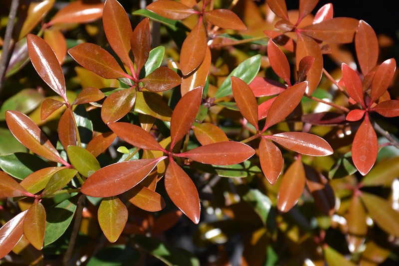 LeAnn Cleyera Japonica
