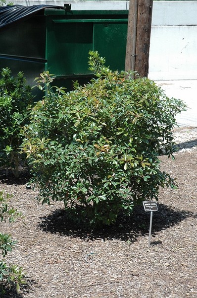 LeAnn Cleyera Japonica
