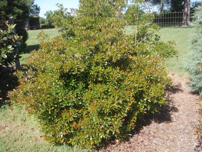 LeAnn Cleyera Japonica