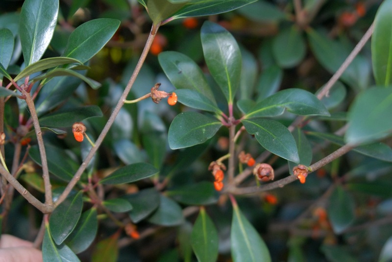 LeAnn Cleyera Japonica