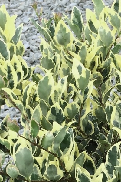 Jack Frost Ligustrum