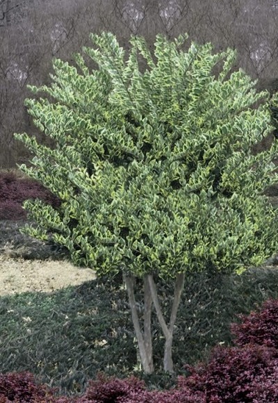 Jack Frost Ligustrum