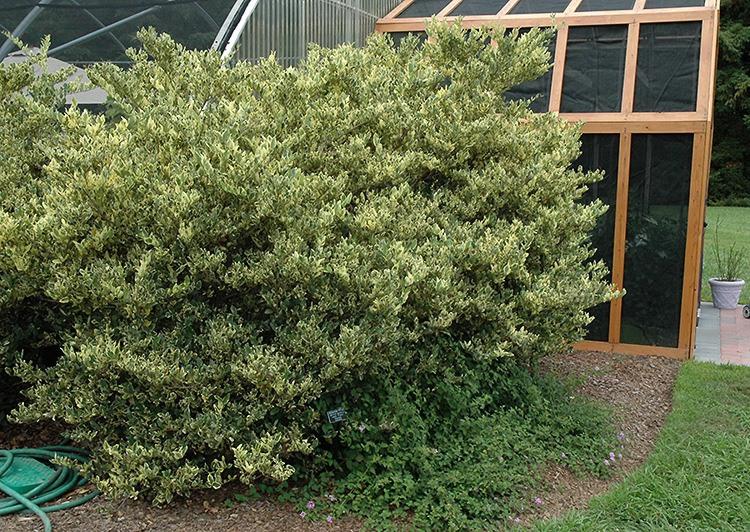 Jack Frost Ligustrum