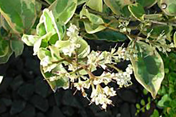 Jack Frost Ligustrum
