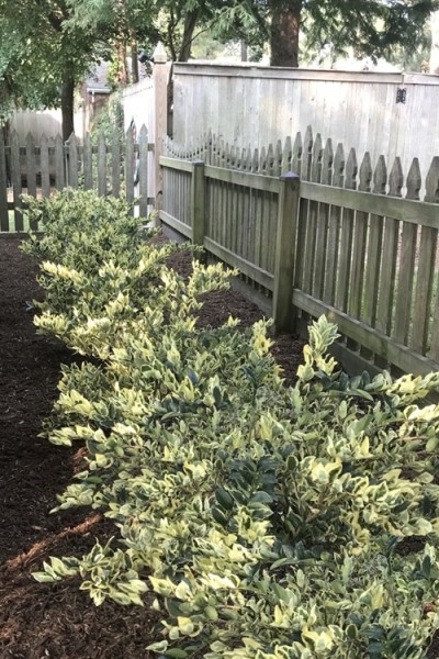 Jack Frost Ligustrum