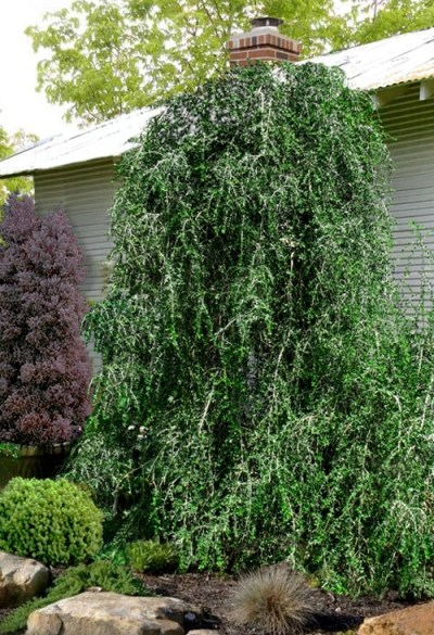 Weeping Yaupon Holly