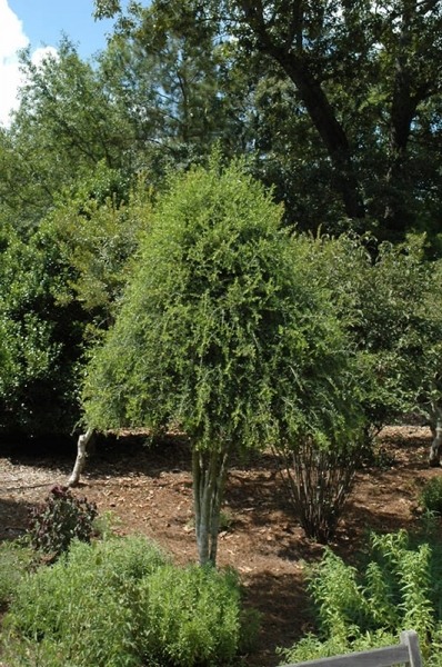 Weeping Yaupon Holly