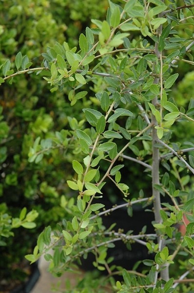 Weeping Yaupon Holly