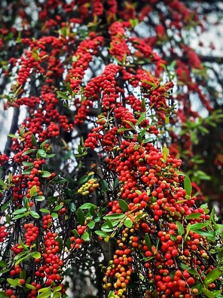 Weeping Yaupon Holly