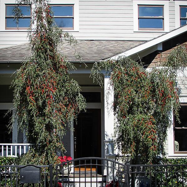 Weeping Yaupon Holly