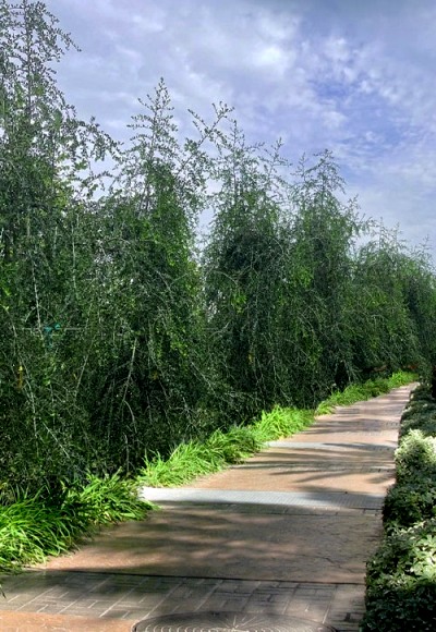 Weeping Yaupon Holly