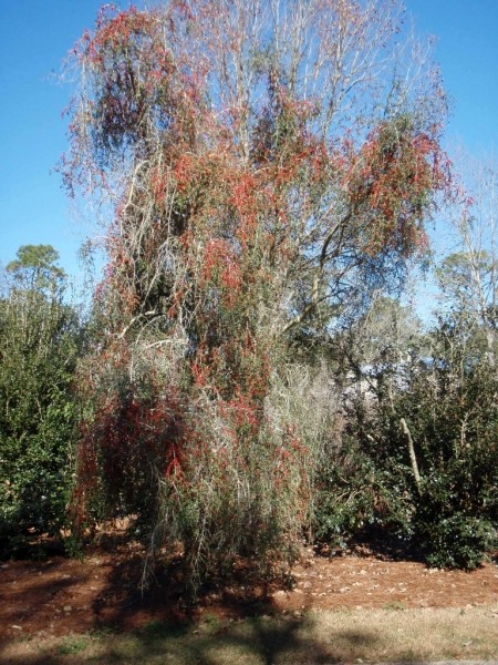 Weeping Yaupon Holly