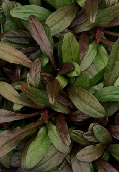 Chocolate Chip Ajuga
