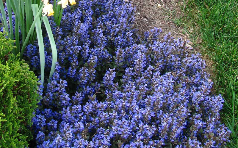 Chocolate Chip Ajuga