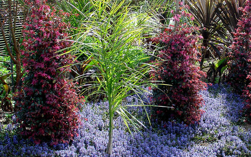 Chocolate Chip Ajuga