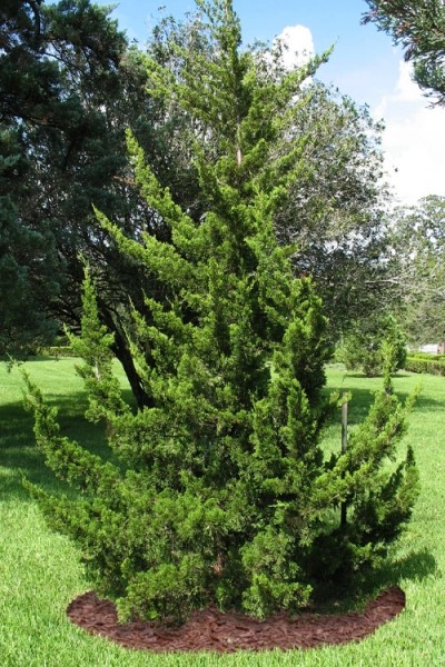 Canaertii Juniper (Red Cedar)