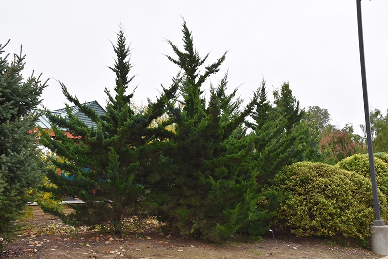 Canaertii Juniper (Red Cedar)