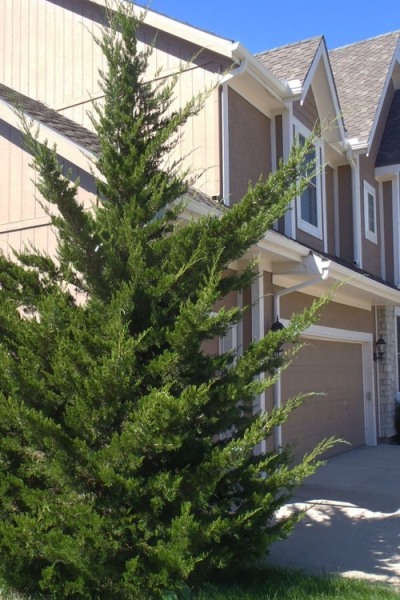 Canaertii Juniper (Red Cedar)