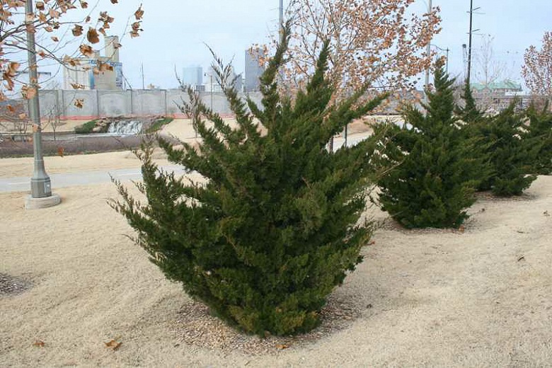 Canaertii Juniper (Red Cedar)