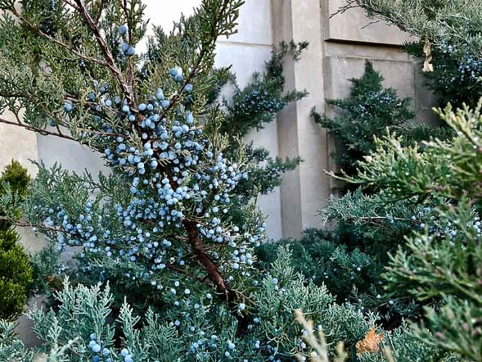 Canaertii Juniper (Red Cedar)