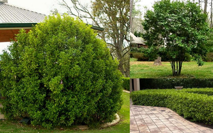 Everblooming Banana Shrub