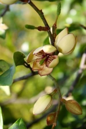 Everblooming Banana Shrub