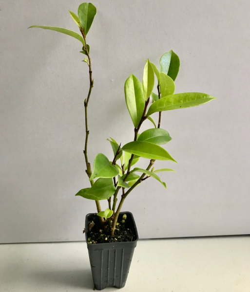 Everblooming Banana Shrub