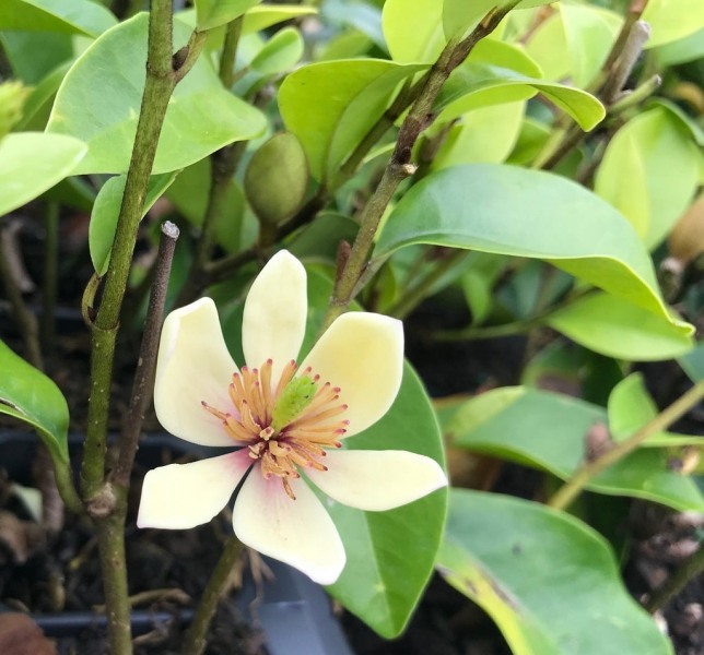 Everblooming Banana Shrub