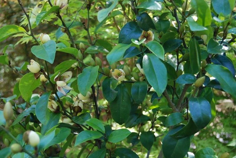 Everblooming Banana Shrub