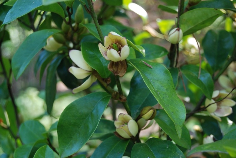 Everblooming Banana Shrub