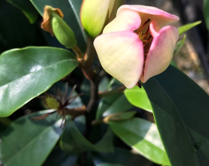 Everblooming Banana Shrub